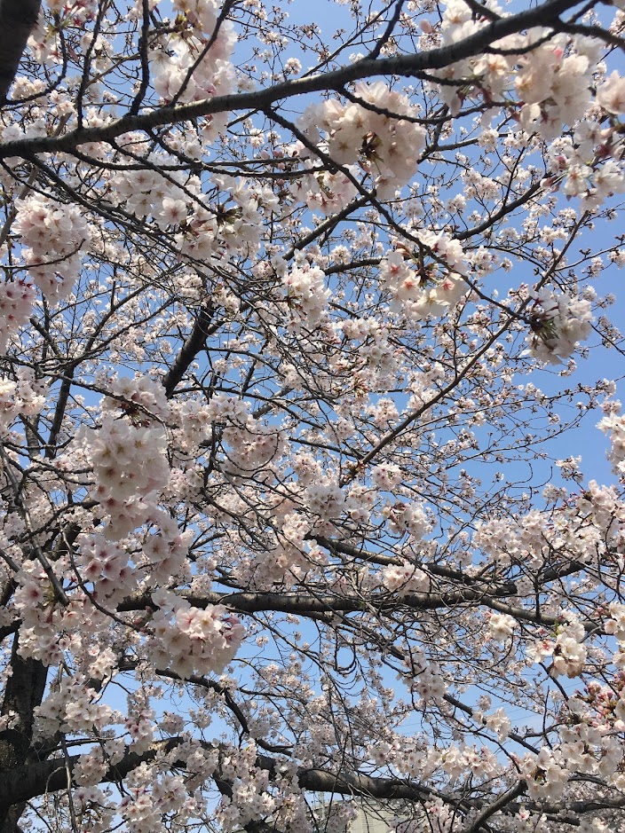 今年もそろそろ桜も満開になりそうですね。